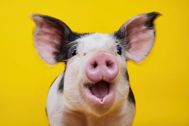 Closeup of a surprised pig with wide-open eyes and open mouth against a bright yellow background