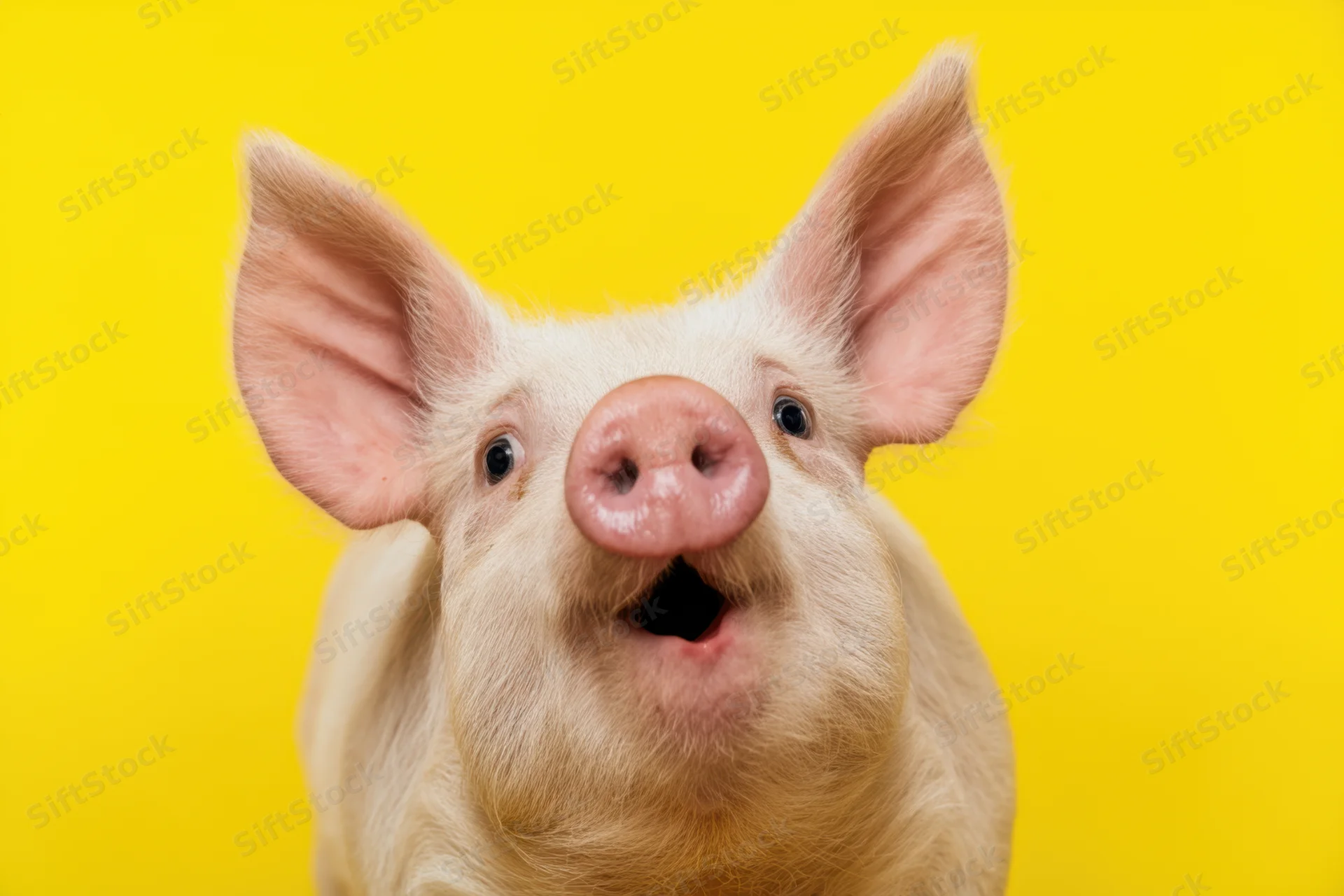 Surprised pig with wide eyes and open mouth against yellow background