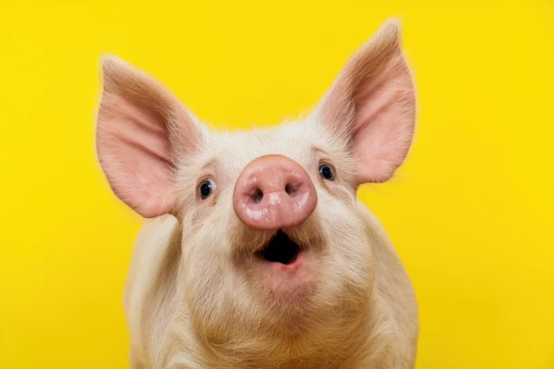 Surprised pig with wide eyes and open mouth against yellow background