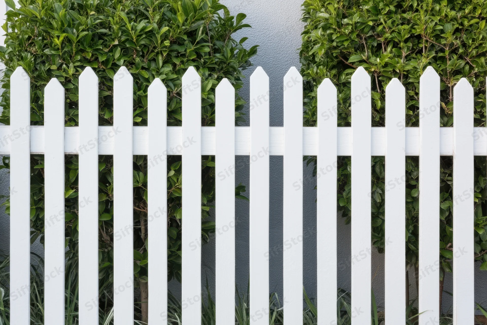 White picket fence in front of green hedge in a residential yard