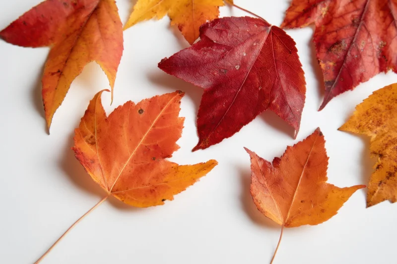 Autumn maple leaves arranged flat on white background with copyspace