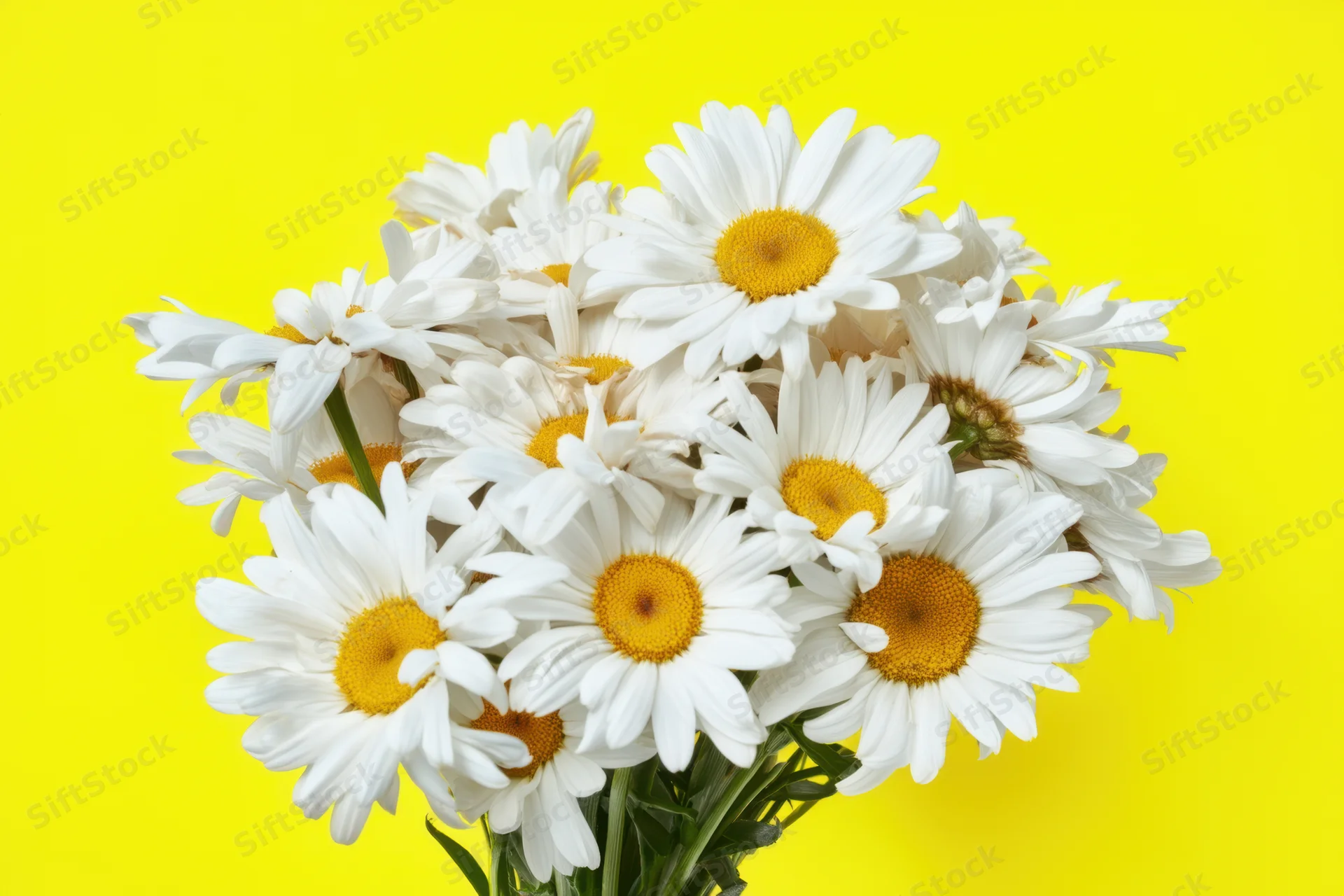 Bouquet of white daisies with yellow centers against a bright yellow background