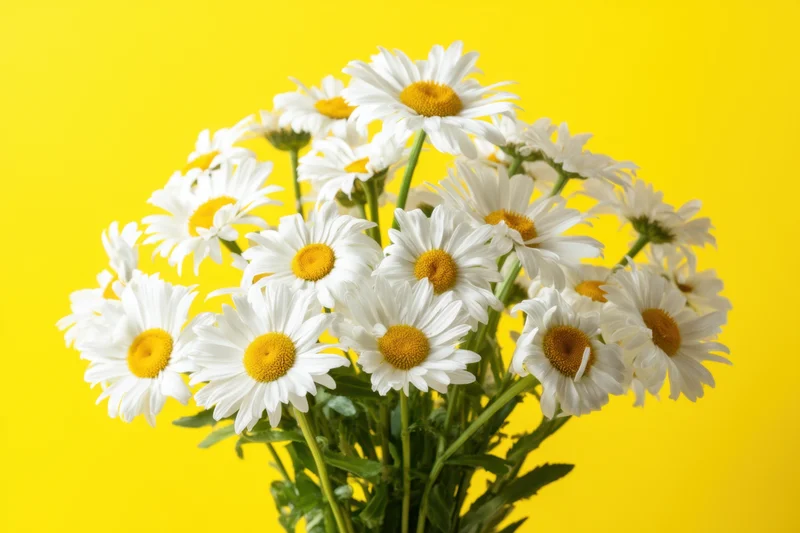 Bouquet of white daisies with yellow centers arranged against a bright yellow background