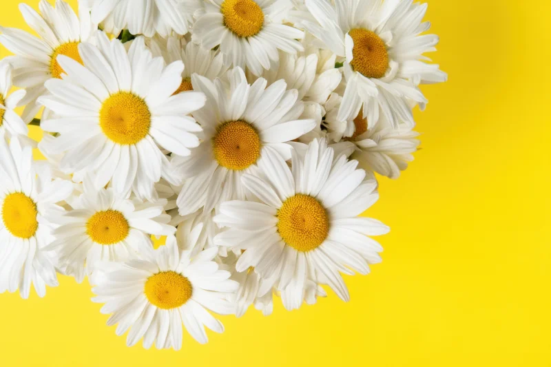 Bouquet of white daisies with yellow centers arranged on a yellow background