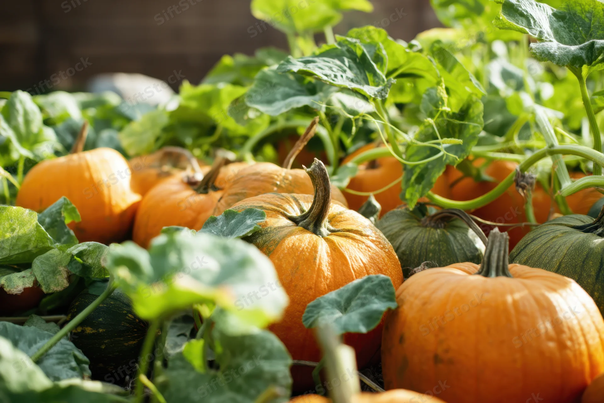 Pumpkins of various sizes and colors growing on vines in a garden with green leaves surrounding them