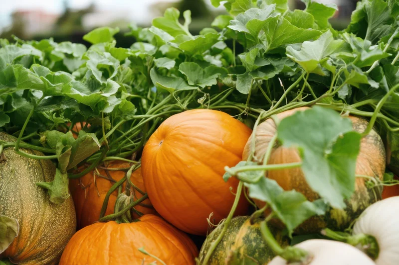Pumpkins and squash in various colors and sizes nestled among green vines and leaves in a harvest display