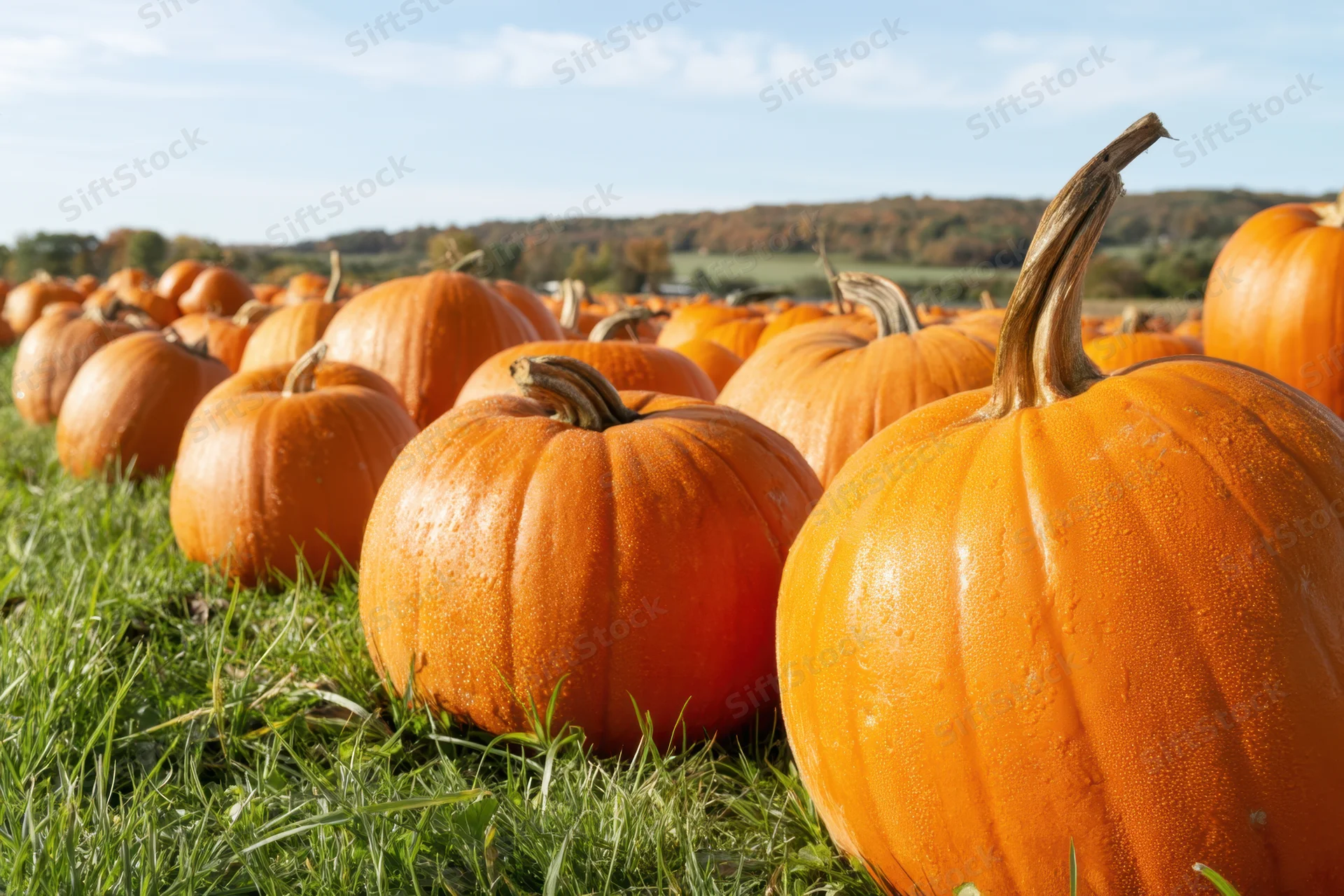 Plump pumpkins arranged in rows on grass in a rural field during autumn harvest