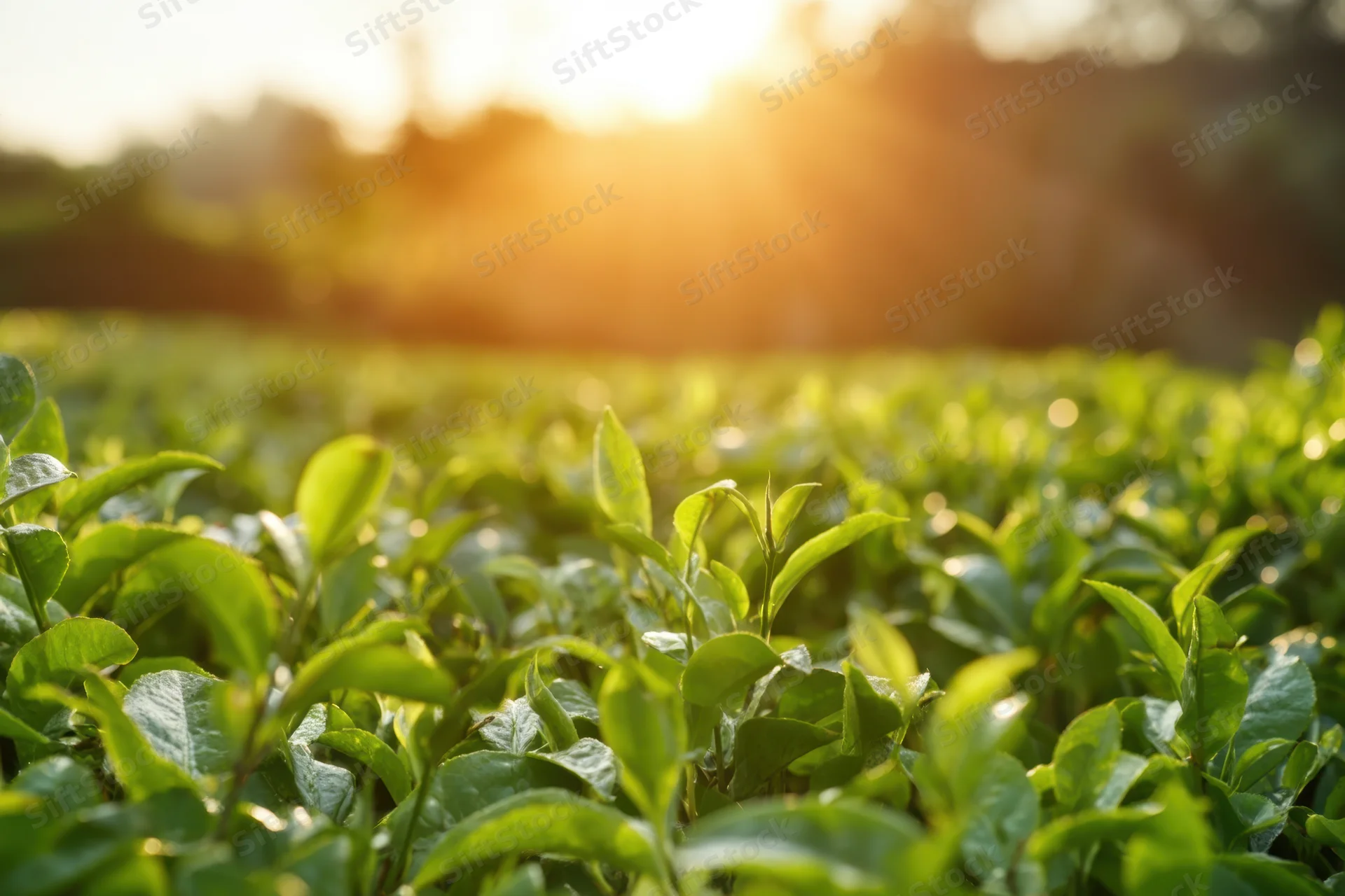Tea leaves growing in rows at sunrise on a plantation