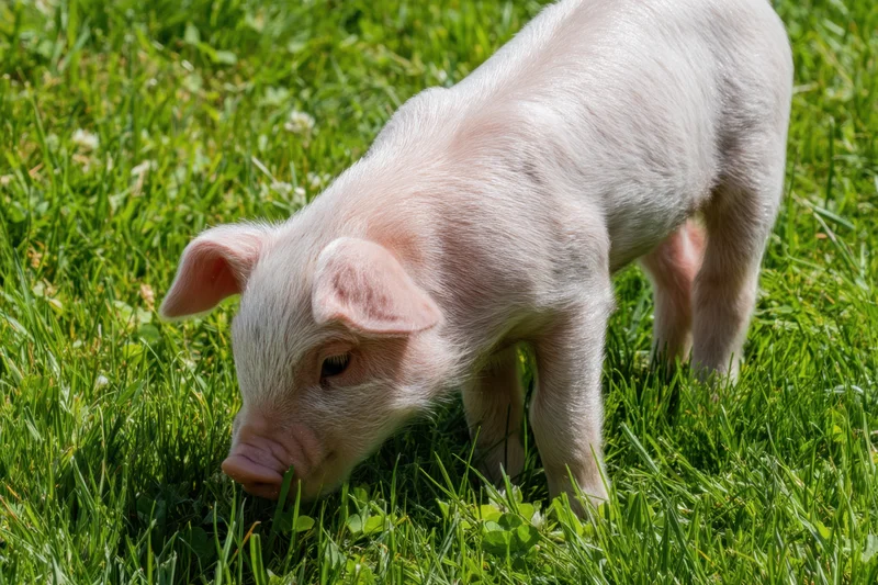 Piglet exploring lush green grass in sunlight
