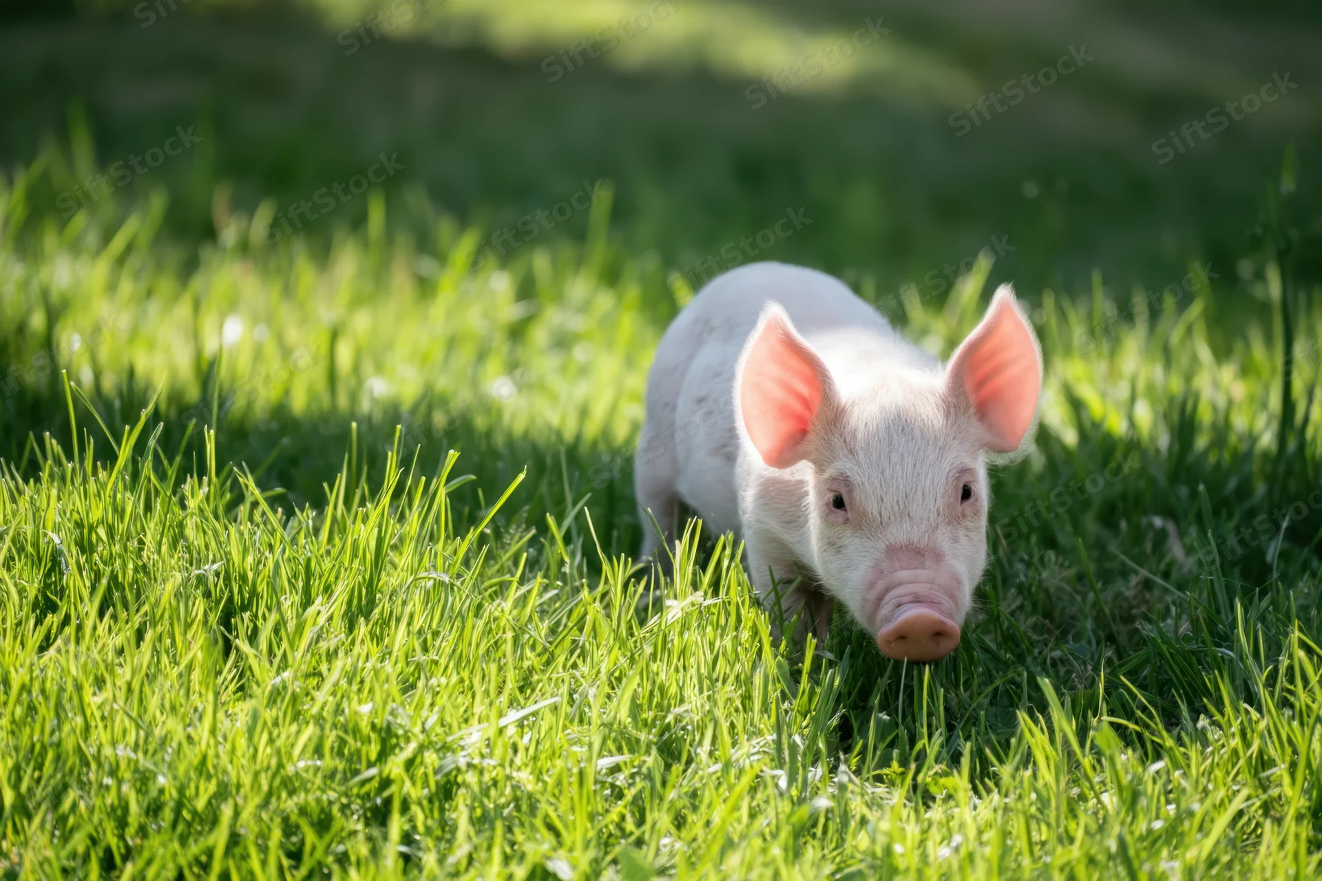 Piglet exploring lush green field in sunlight