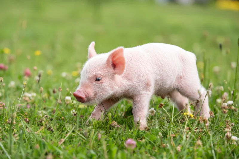 Pink piglet walking through green grassy field with wildflowers
