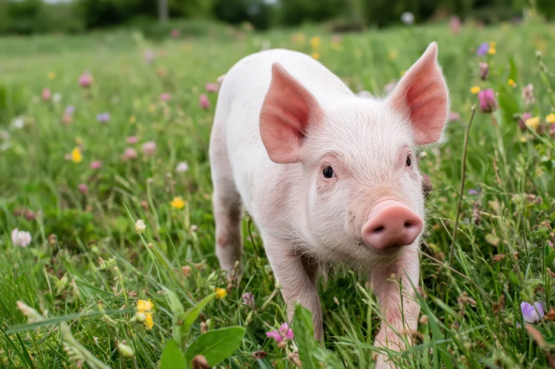 Pink piglet walking through a green field with wildflowers
