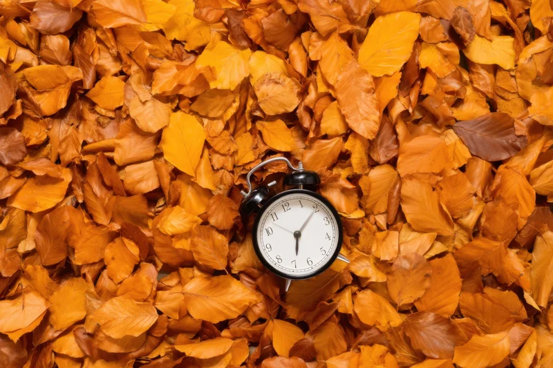 Alarm clock resting on a bed of autumn leaves outdoors