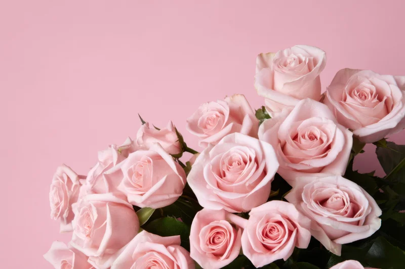 Delicate pink roses arranged in a bouquet against a soft pink background