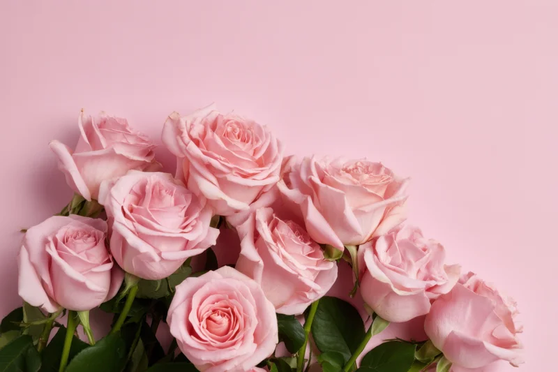 Pink roses arranged in a bouquet against a soft pink background