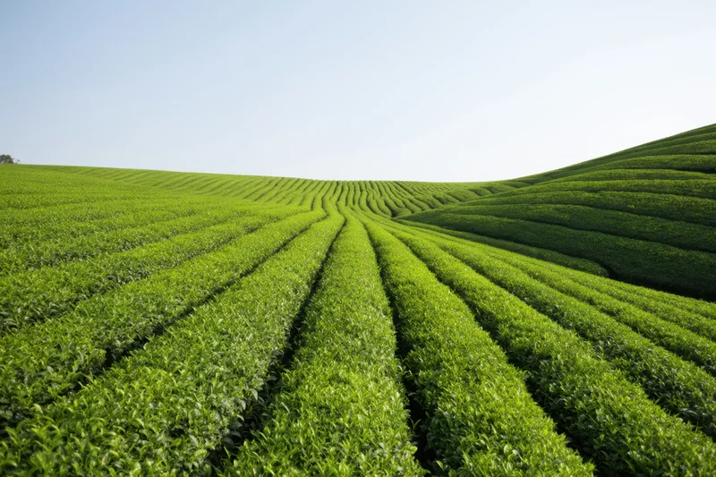 Rows of green tea plants arranged in terraces across rolling hills
