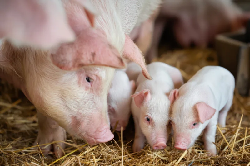 Piglets nursing from their mother in a straw-lined barn setting