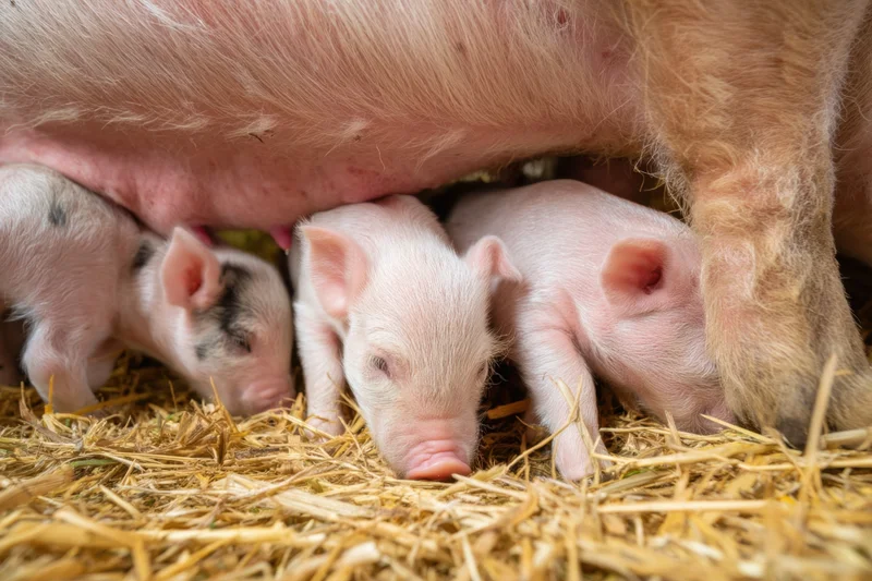Piglets nursing from their mother on straw bedding in a farm setting
