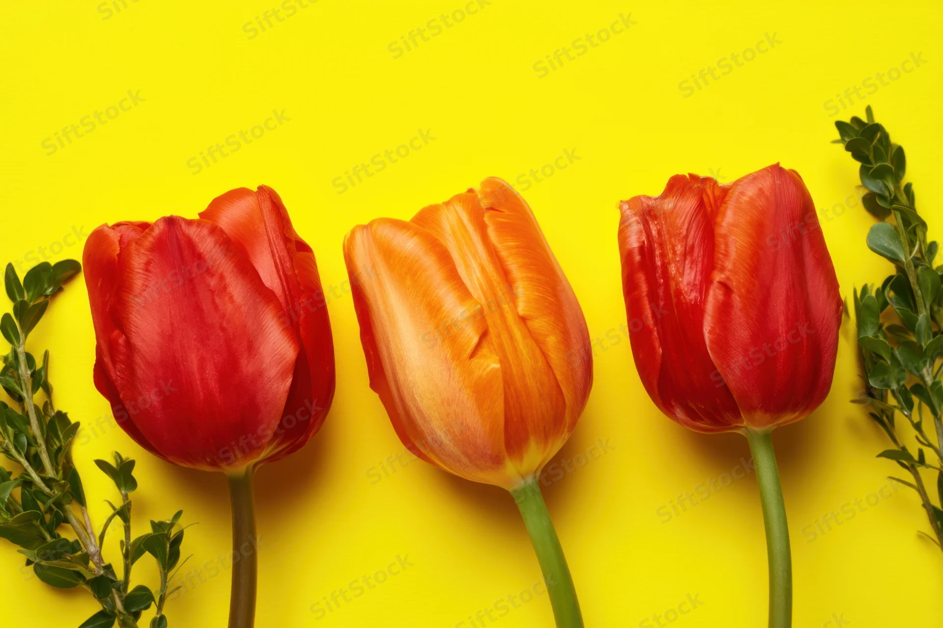 Three tulips in red and orange arranged on a yellow background with green foliage