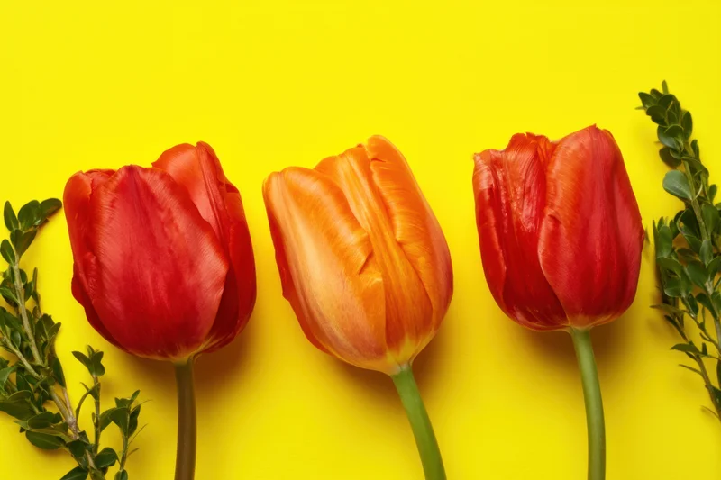 Three tulips in red and orange arranged on a yellow background with green foliage