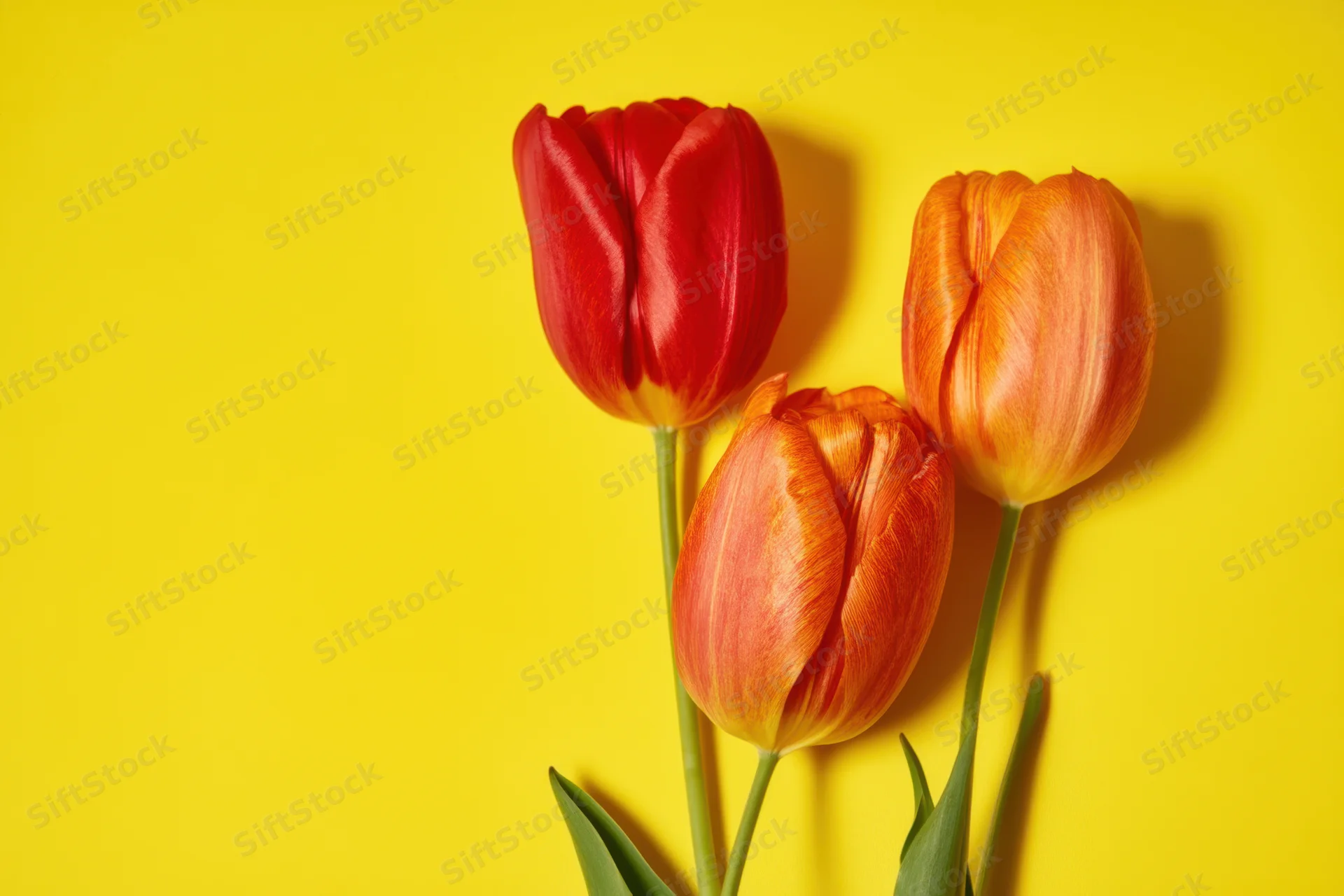 Three tulips in red and orange arranged on a yellow background with copyspace