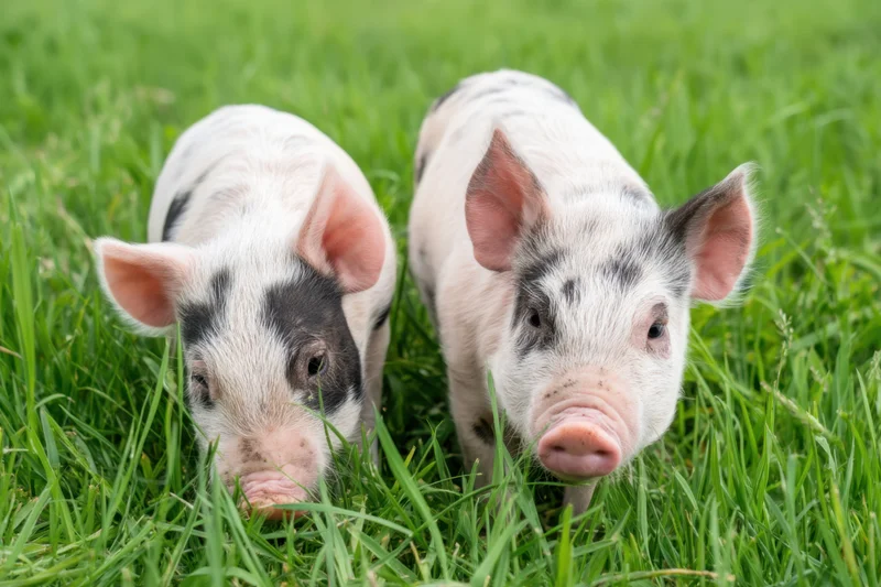 Two piglets exploring a green grassy field