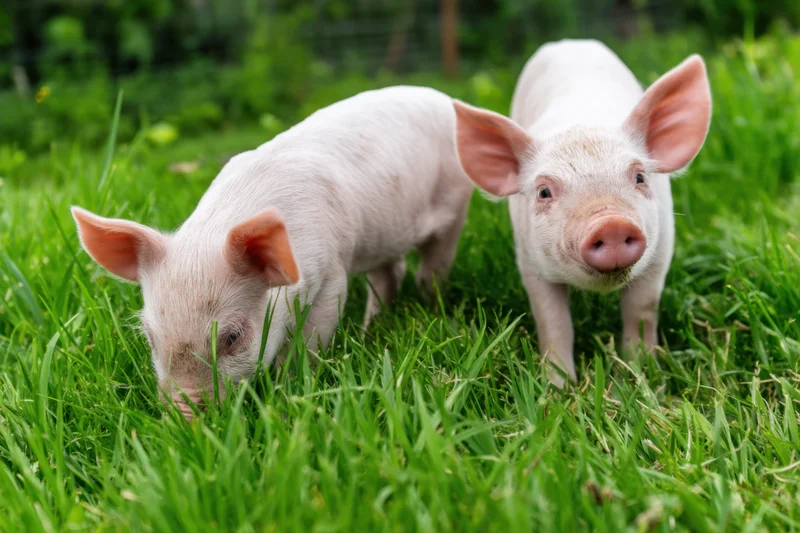 Two piglets exploring a green grassy field, one foraging while the other looks toward the camera