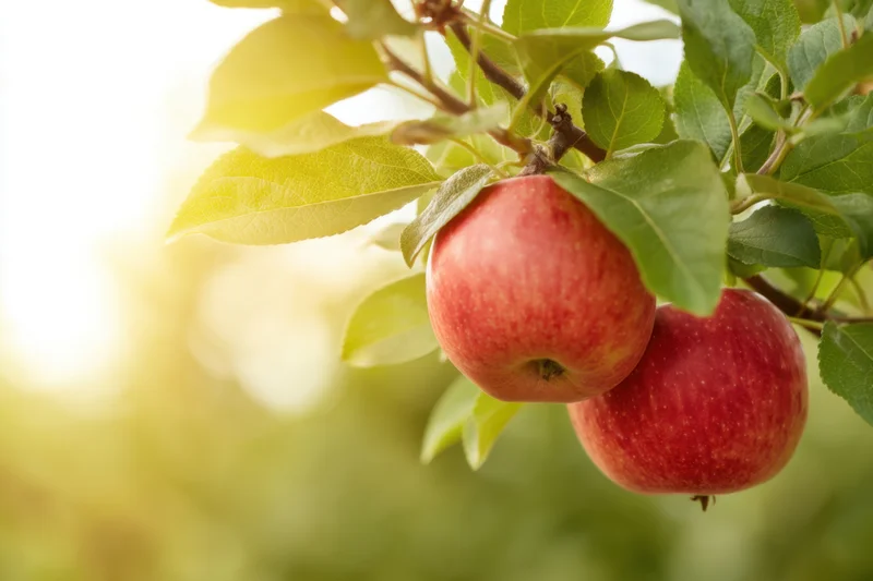 Two ripe red apples hanging on a tree branch surrounded by green leaves in an orchard