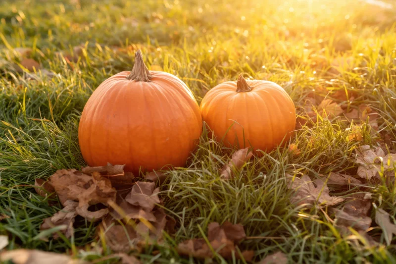 Two orange pumpkins resting in green grass among fallen leaves during golden hour