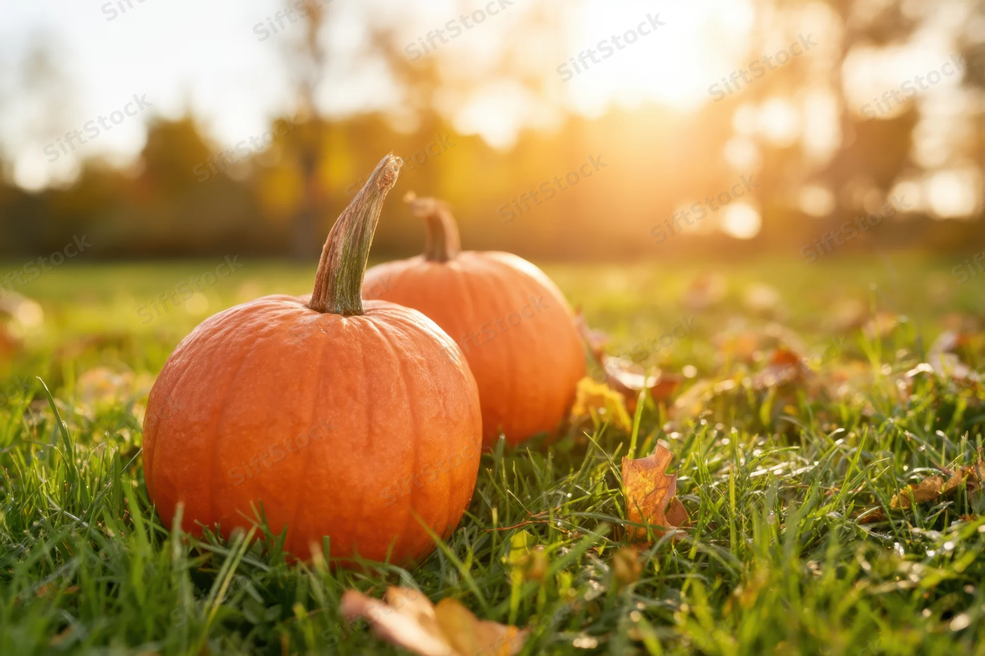 Two pumpkins resting on green grass with scattered autumn leaves under warm sunlight