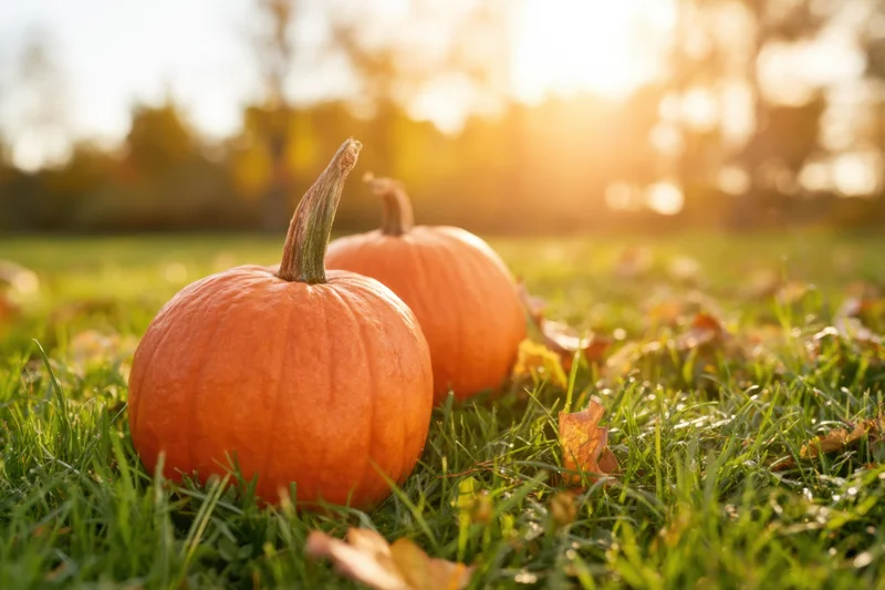 Two pumpkins resting on green grass with scattered autumn leaves under warm sunlight