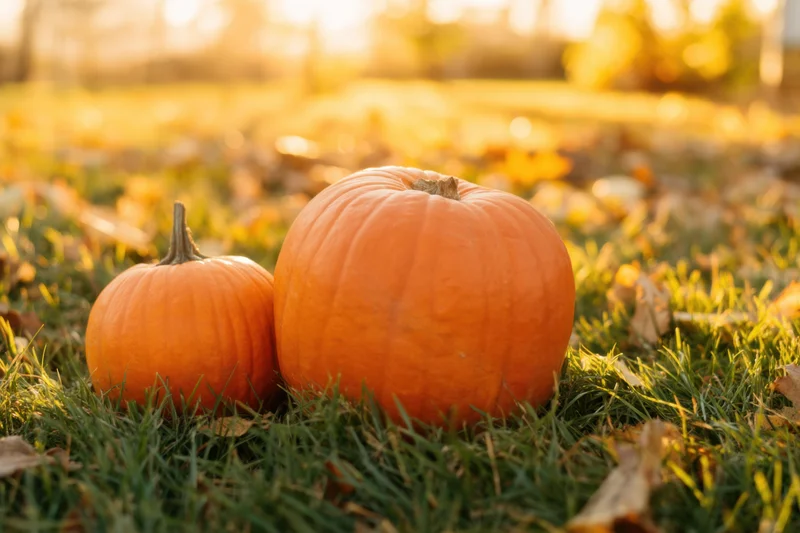 Two pumpkins resting on grass in a field during autumn