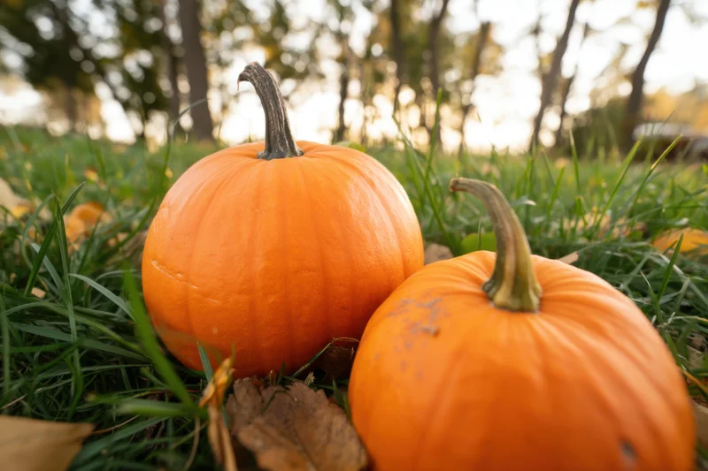 Two pumpkins resting on green grass in an outdoor autumn setting