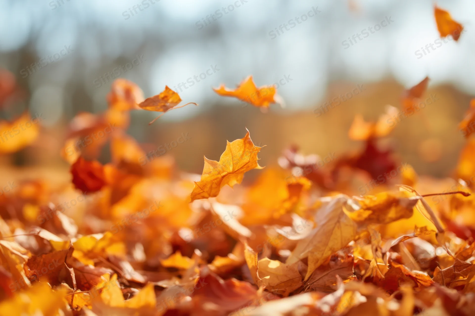 Autumn leaves falling gently over a carpet of foliage in a soft bokeh background