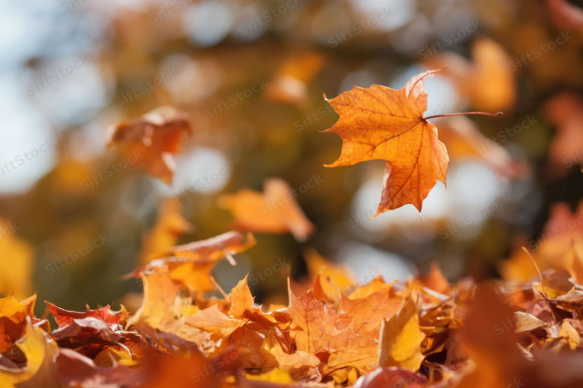 Maple leaves falling and scattered on ground with soft bokeh background