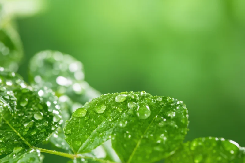 Vibrant green leaves glistening with water droplets in a natural outdoor setting