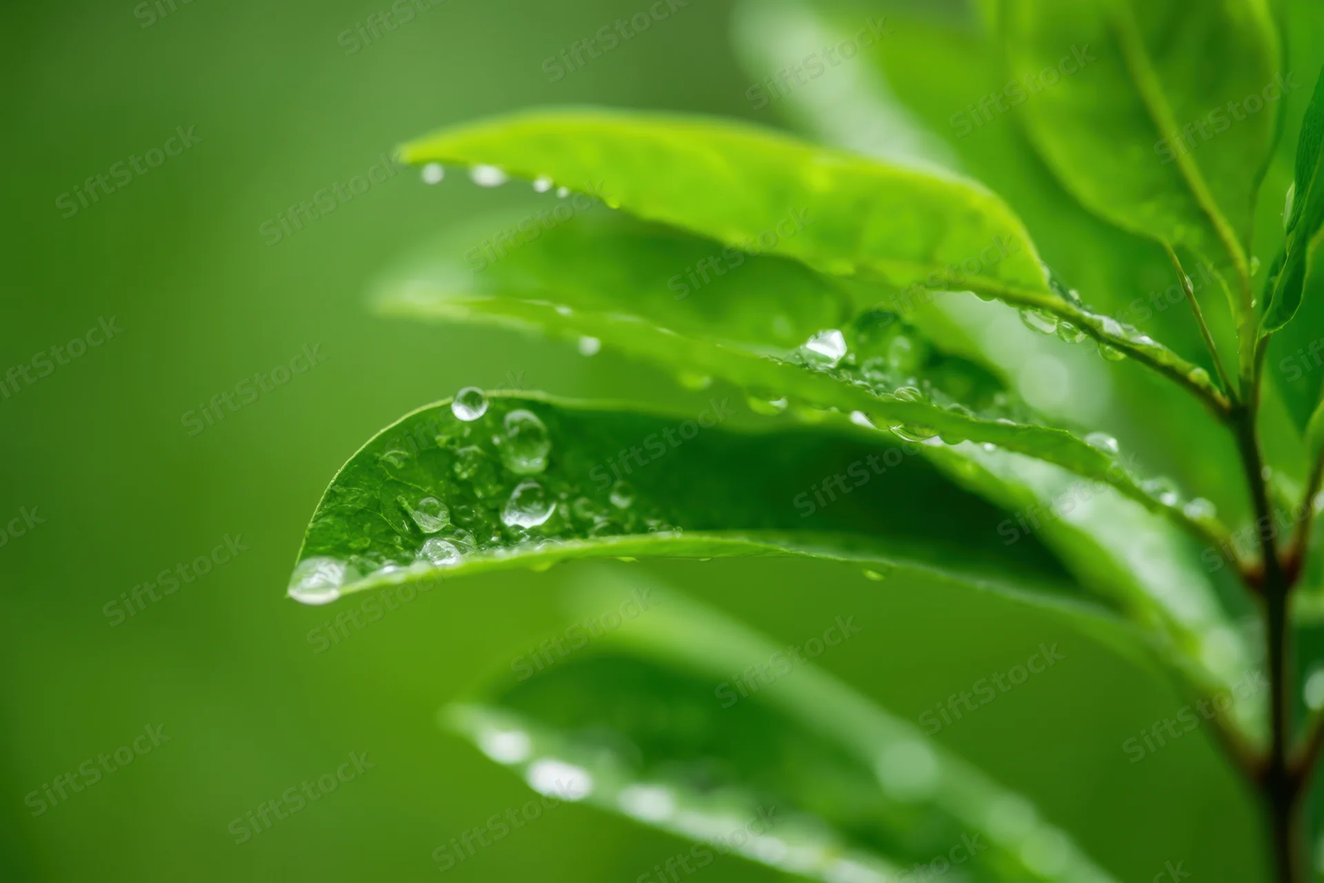Vibrant green leaves glistening with water droplets in a natural outdoor setting