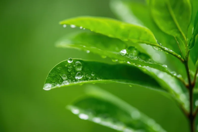Vibrant green leaves glistening with water droplets in a natural outdoor setting