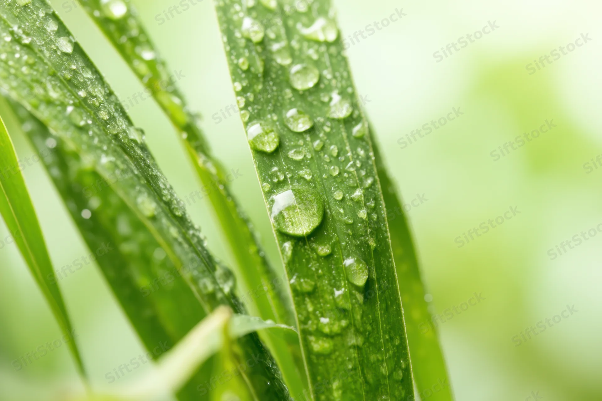 Green grass blades covered in water droplets outdoors