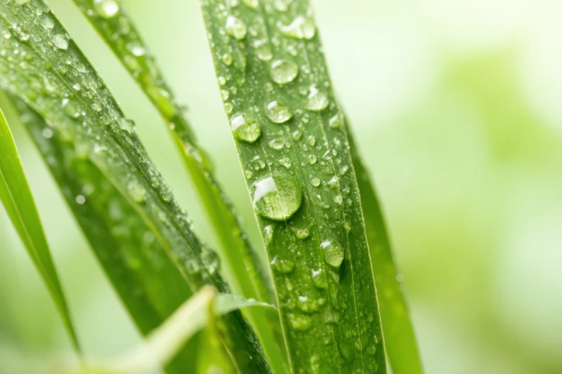 Green grass blades covered in water droplets outdoors