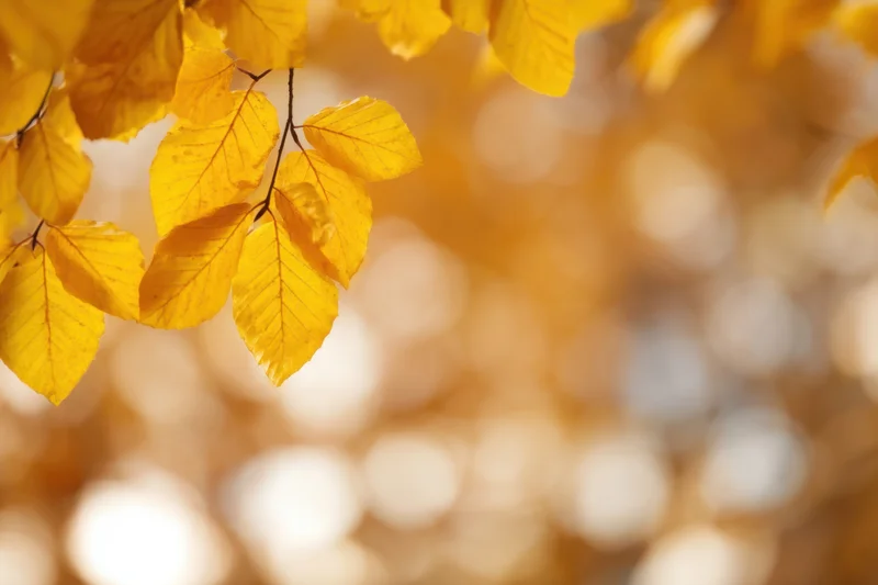 Vibrant yellow autumn leaves hanging from a branch against a blurred golden background
