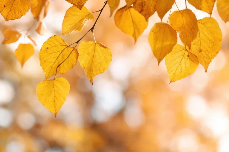 Vibrant yellow autumn leaves hanging from branches against a soft blurred background
