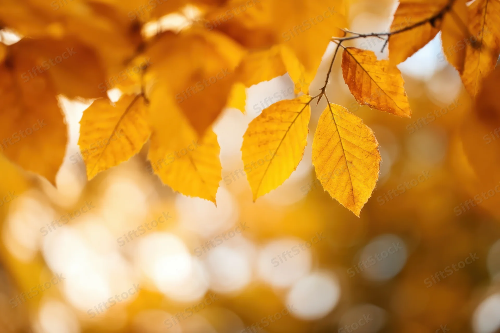Vibrant yellow autumn leaves gently hanging from branches in a sunlit forest setting