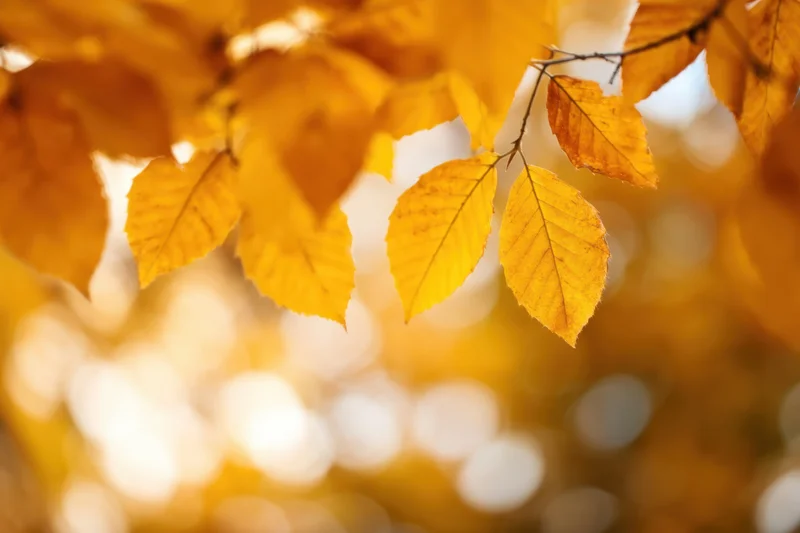 Vibrant yellow autumn leaves gently hanging from branches in a sunlit forest setting
