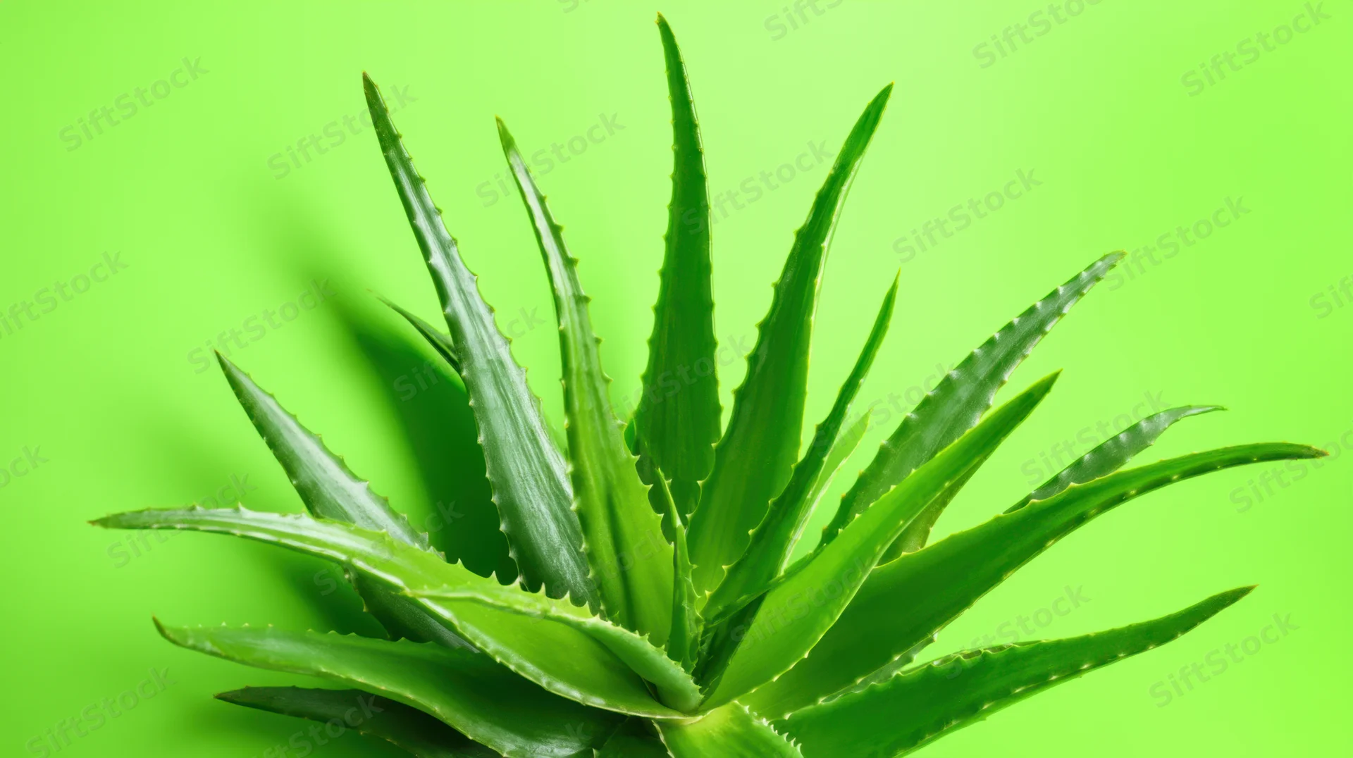 Aloe vera plant with long sharp-edged leaves against a vibrant green background
