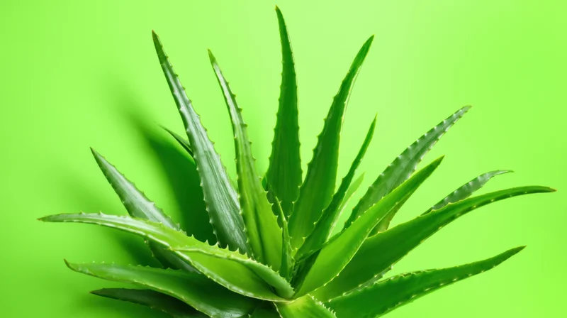 Aloe vera plant with long sharp-edged leaves against a vibrant green background