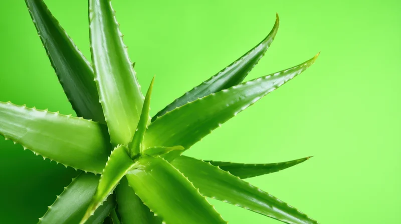 Aloe vera plant with long sharp-edged leaves against a vibrant green background