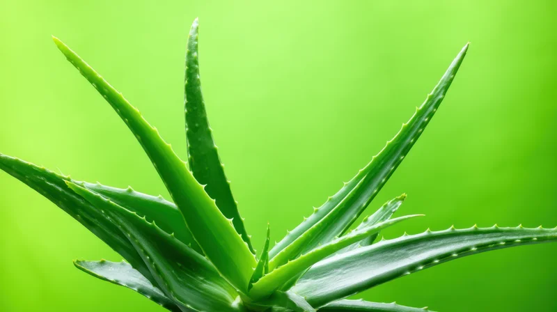 Aloe vera plant with long sharp-edged leaves against a vibrant green background