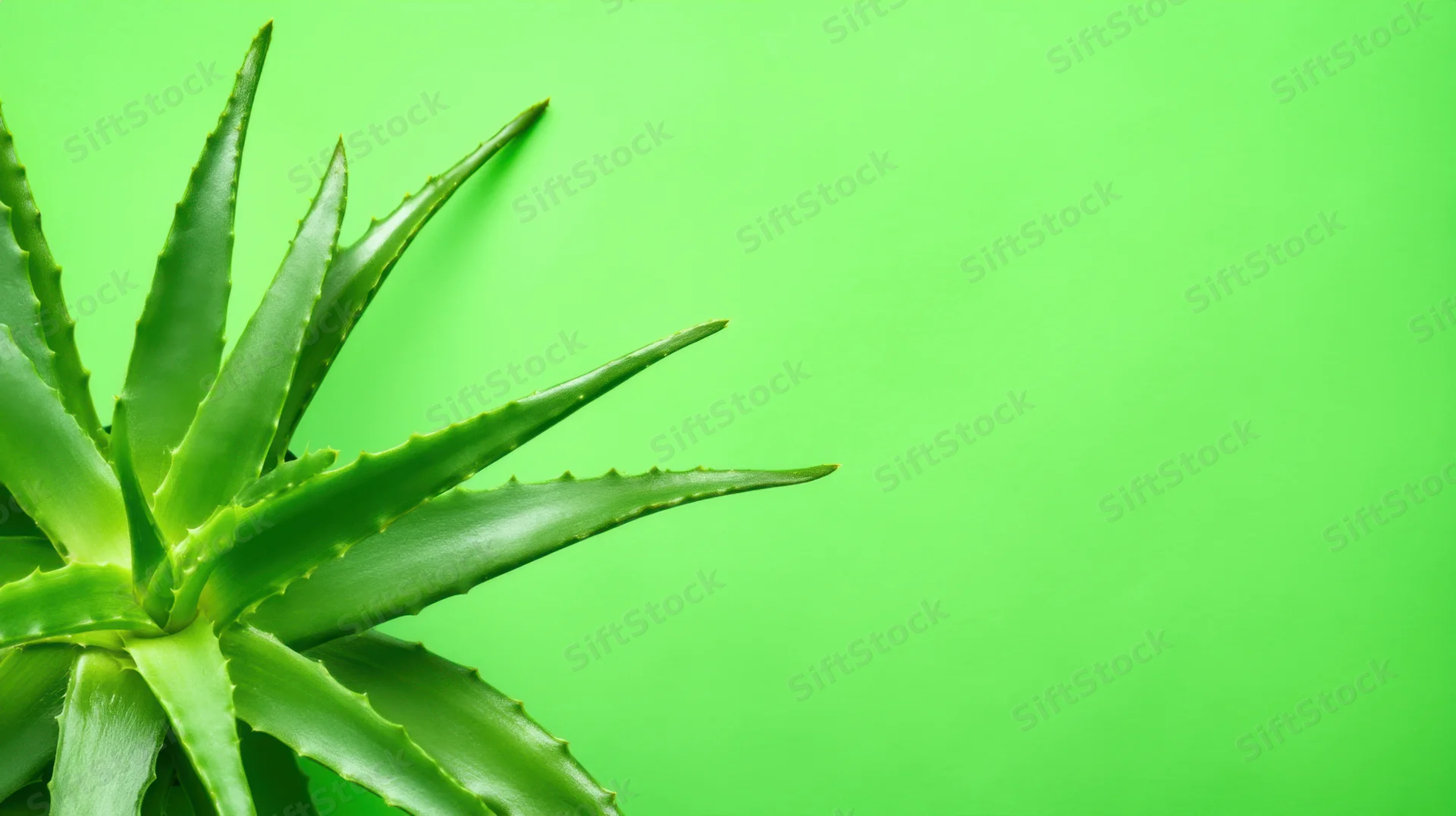 Aloe vera plant with long sharp-edged leaves against a vibrant green background