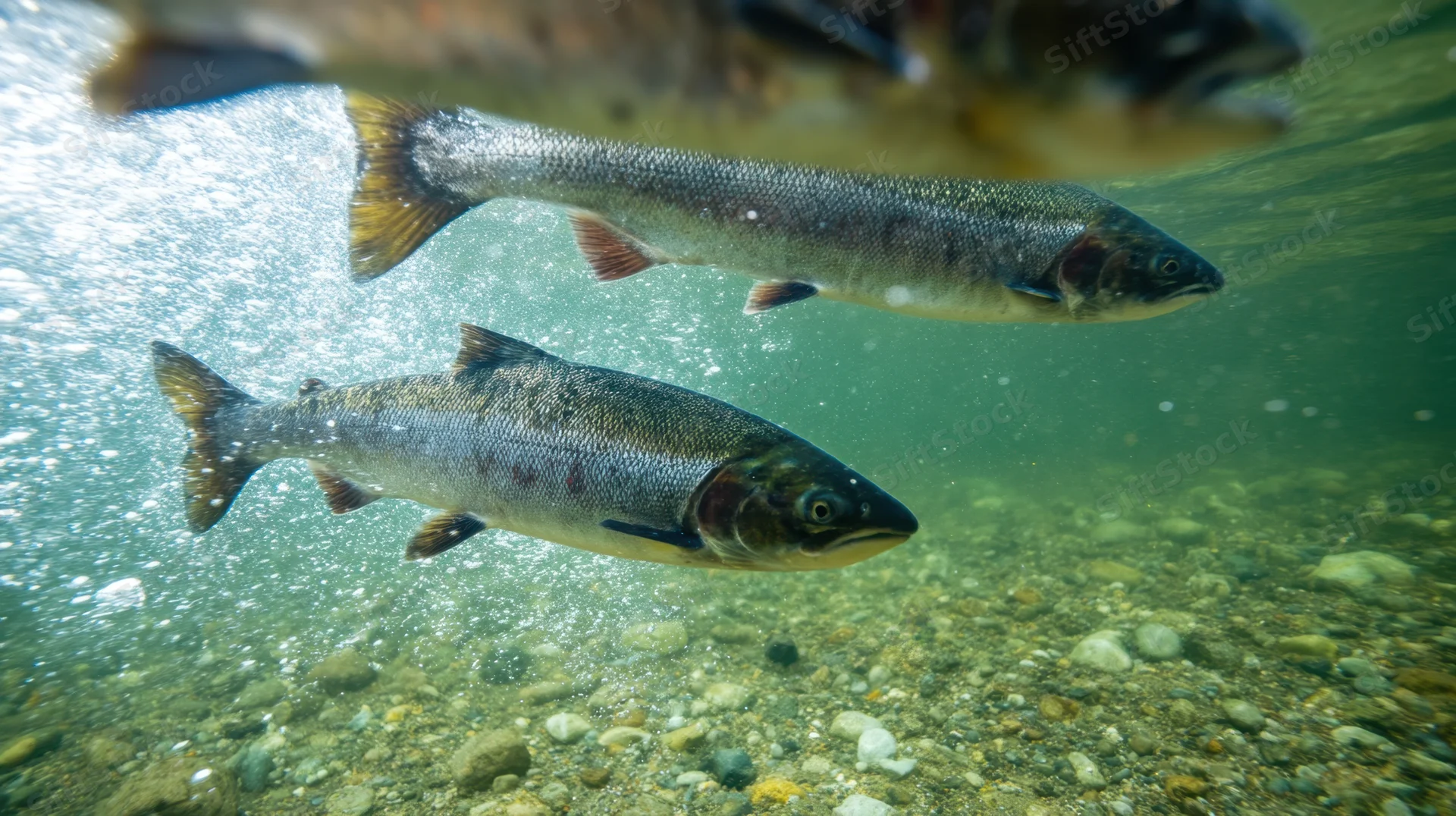 Three salmon swimming underwater in a clear freshwater river with gravel bottom